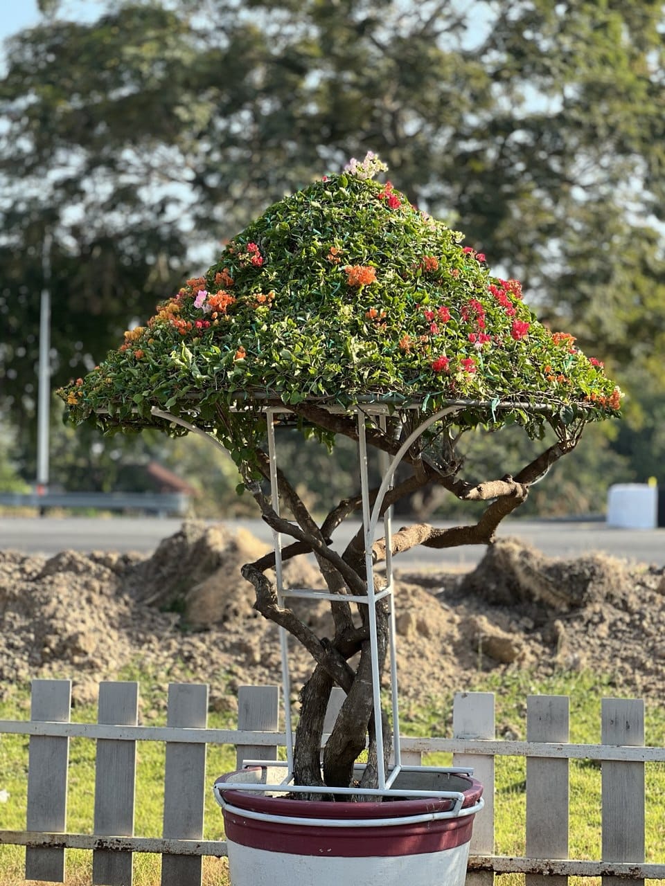 PYRACANTHA COCCINEA (FIRETHORN) BONSAI