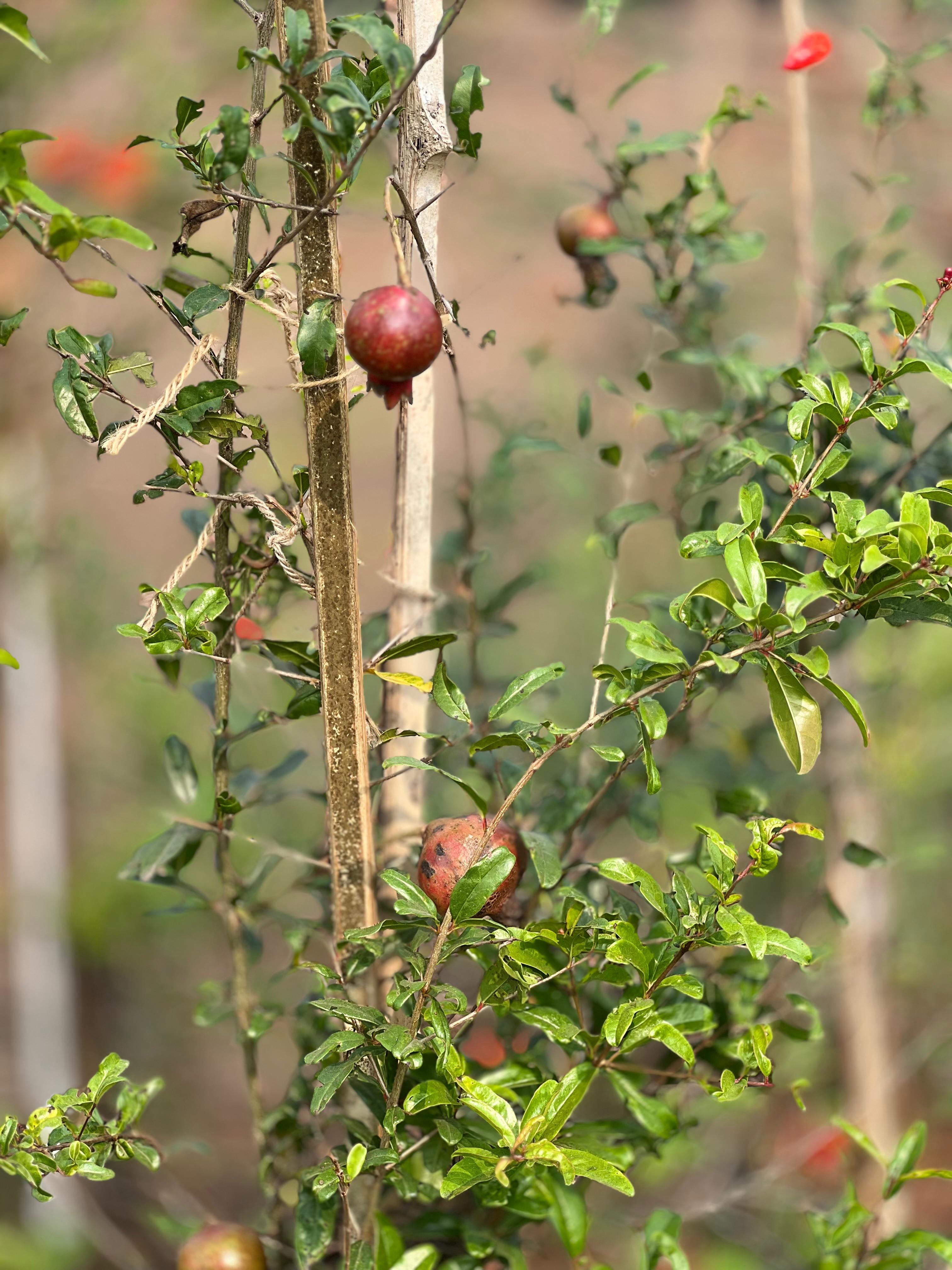 POMEGRANATE FRUIT PLANT