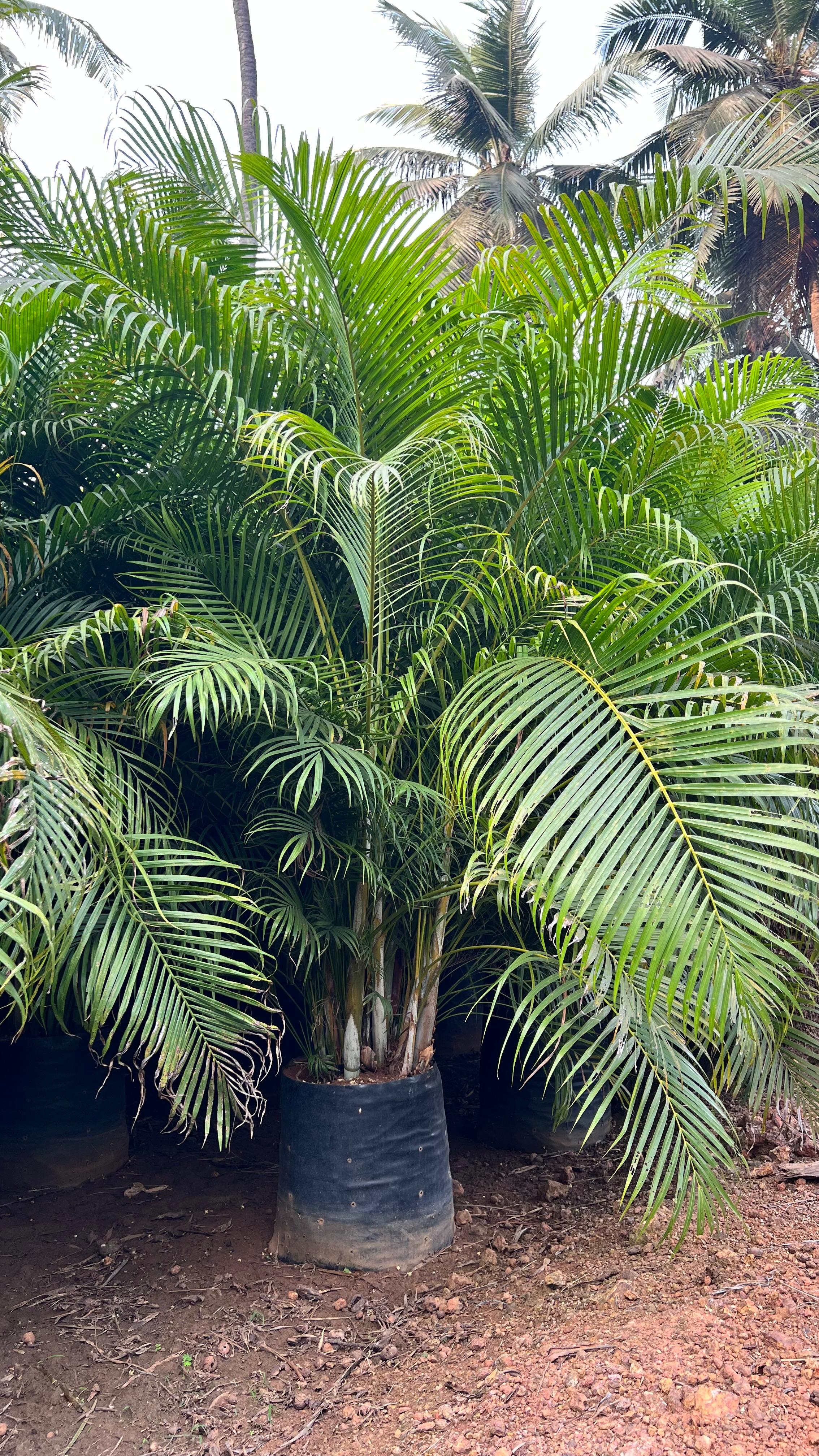 DYPSIS LUTESCENS (ARECA PALM)