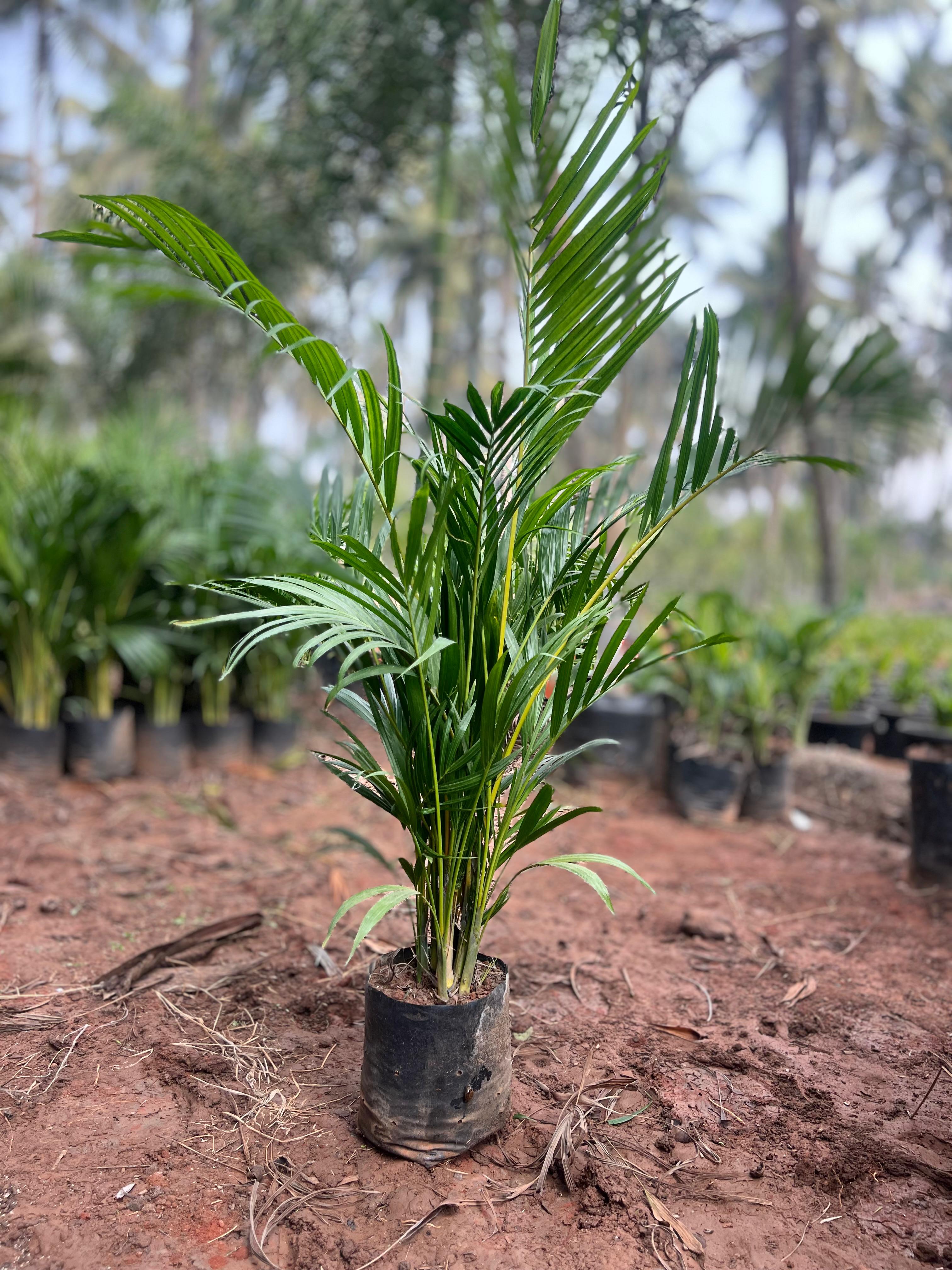 DYPSIS LUTESCENS (ARECA PALM)