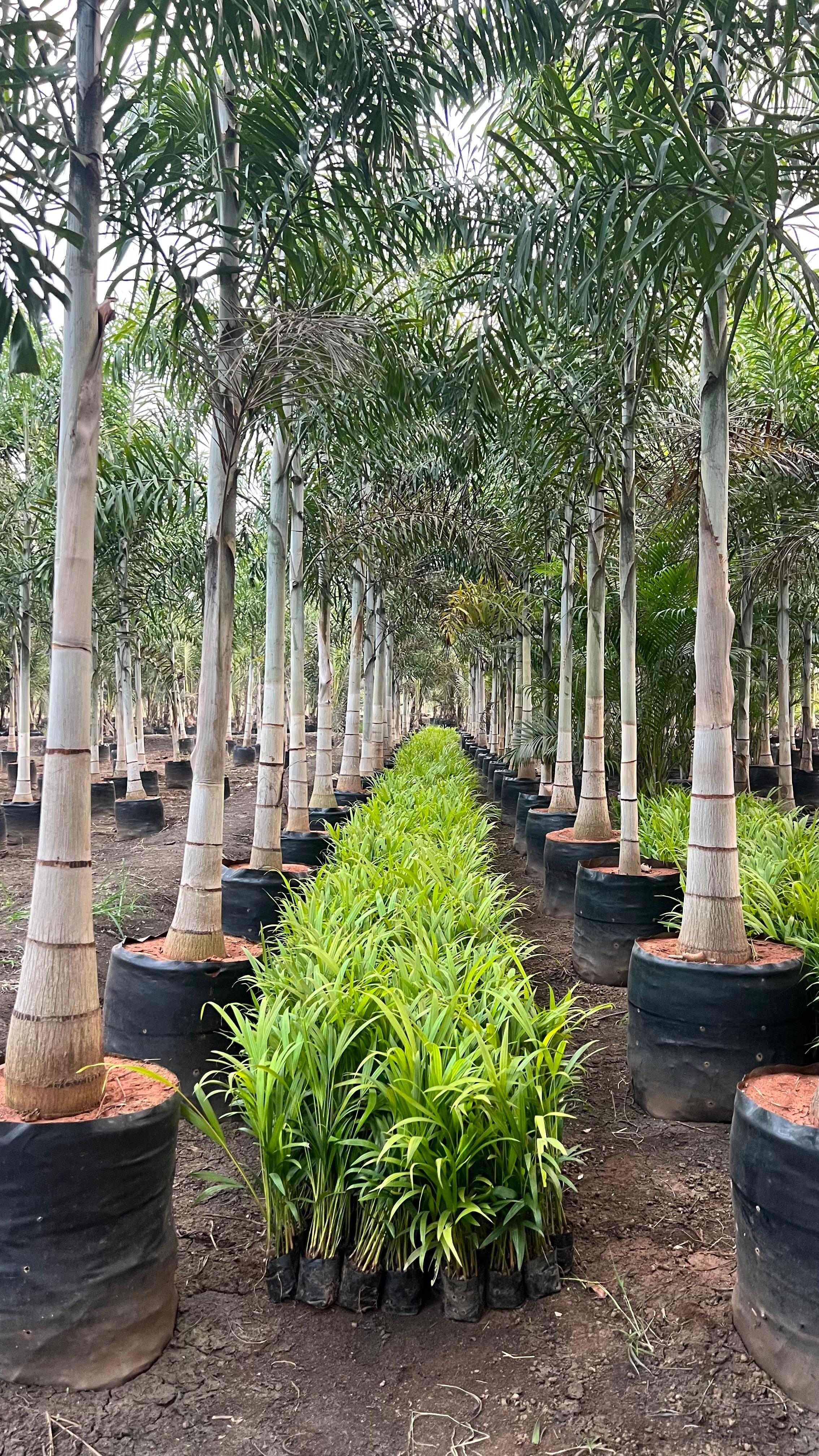 DYPSIS LUTESCENS (ARECA PALM)